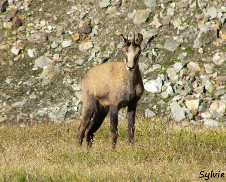 chamois-alpes