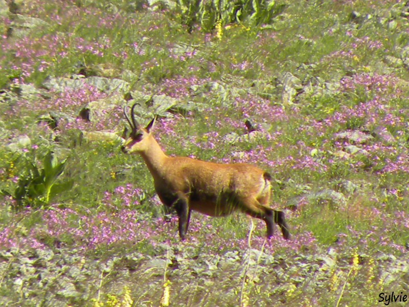 chamois1