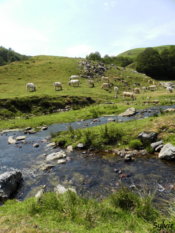 chevaux-iraty-vaches