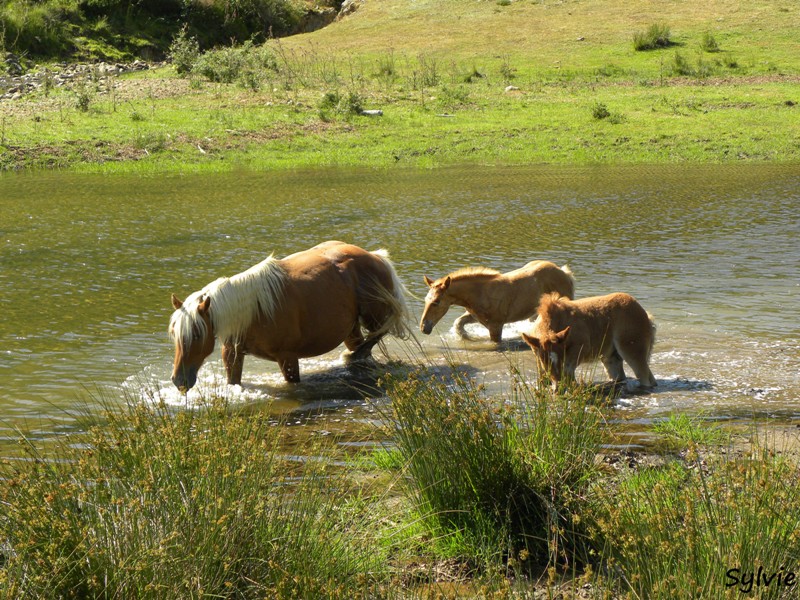 chevaux-iraty