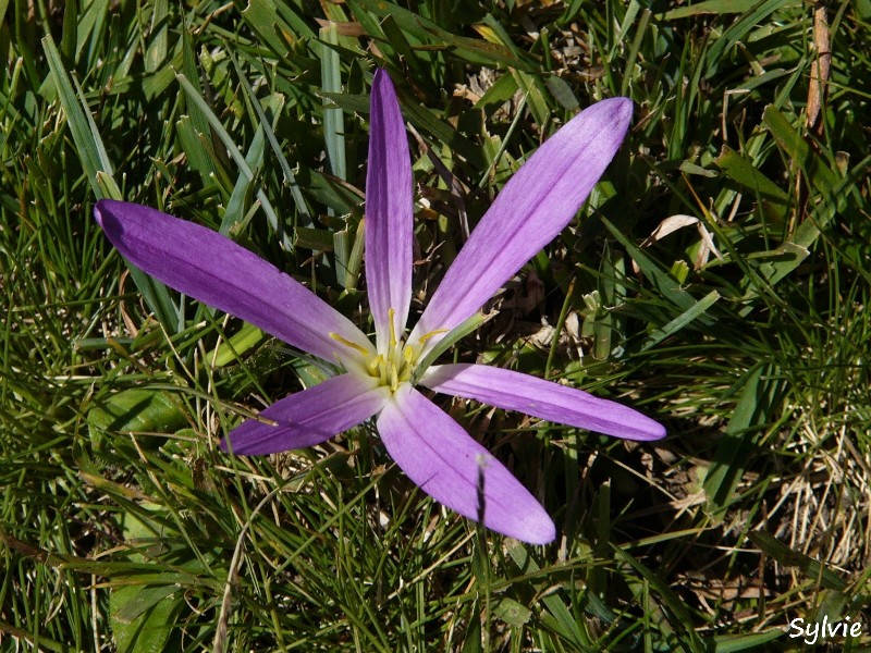 colchique-pyrenees