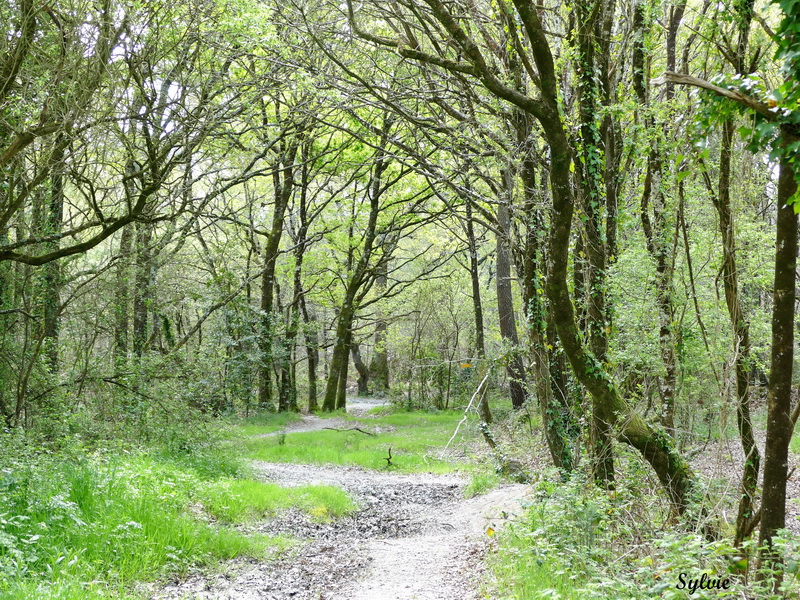 entre chaumieres et marais11