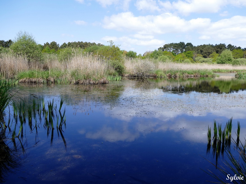 entre chaumieres et marais12