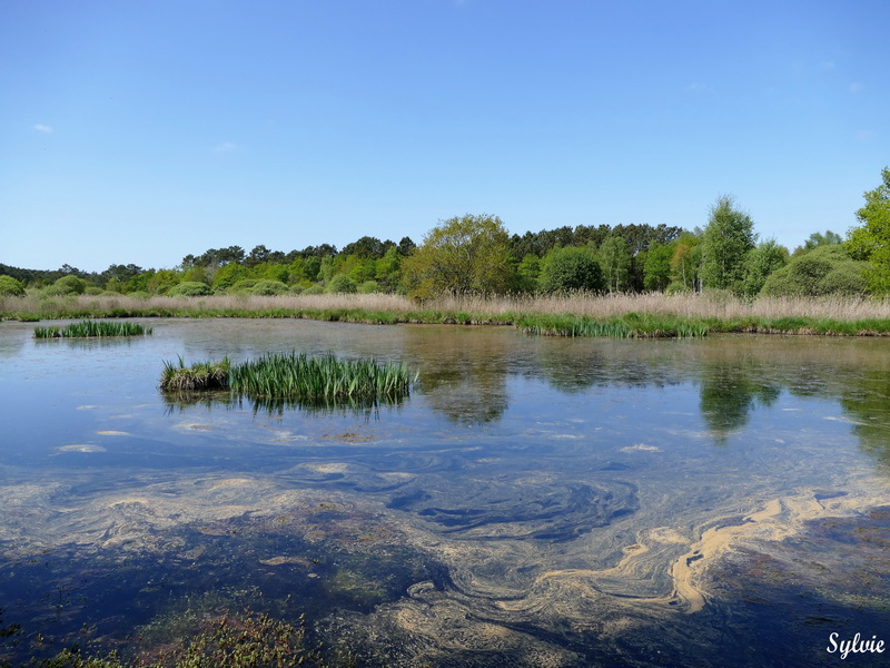 entre chaumieres et marais15