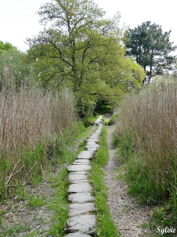 entre chaumieres et marais16