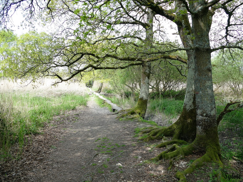 entre chaumieres et marais19