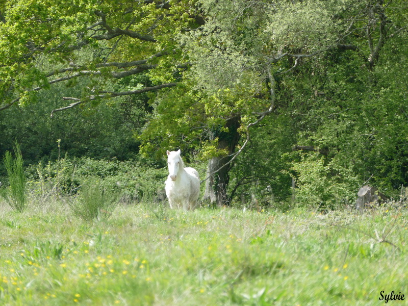 entre chaumieres et marais20