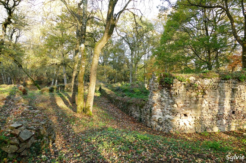 entre loire et histoire champtoceaux13