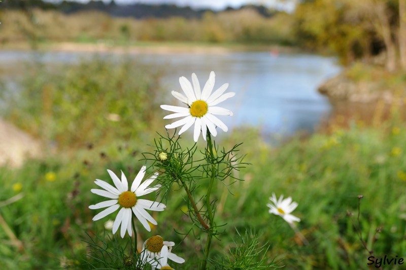 entre loire et histoire champtoceaux19