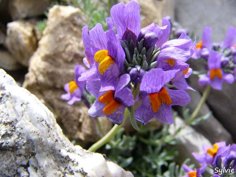 Descubra 48 kuva fleurs des alpes mauves - Thptnganamst.edu.vn