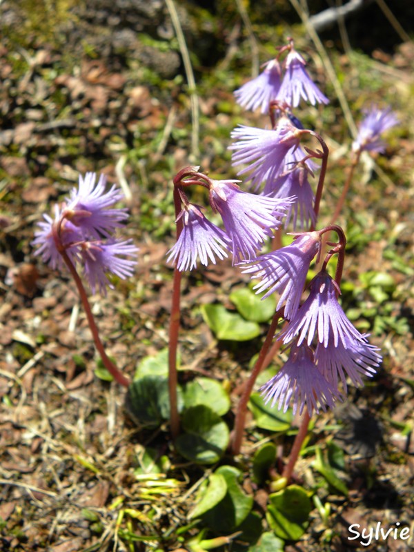 fleur-alpes11