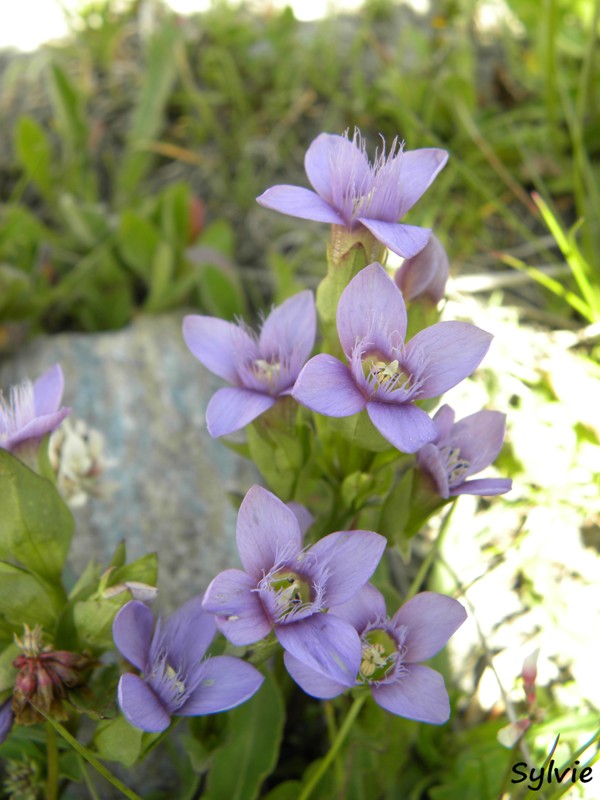 fleur-alpes18