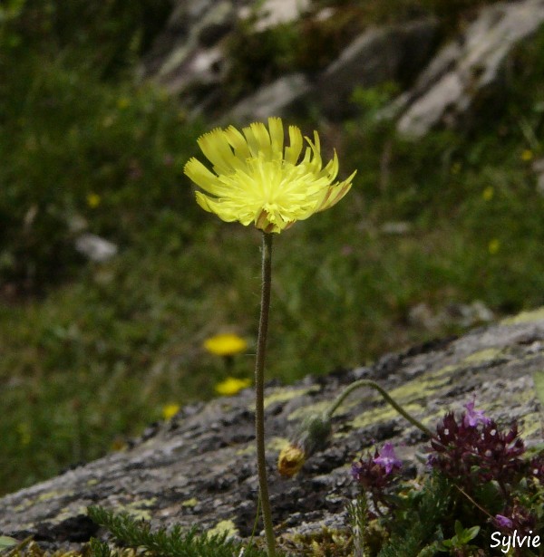 fleur-lac-destom