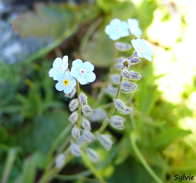 fleur-lac-long3