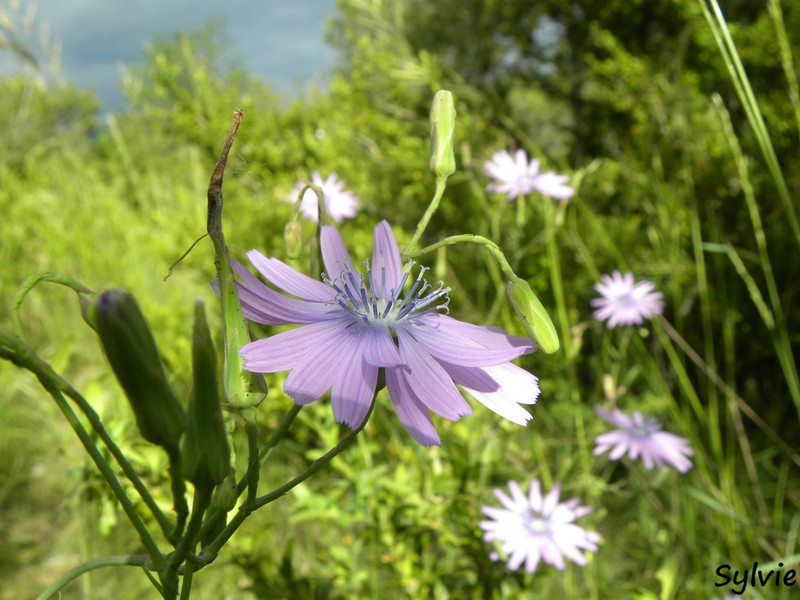 fleur-parc-des-cevennes