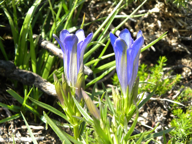 fleur-pays-basque