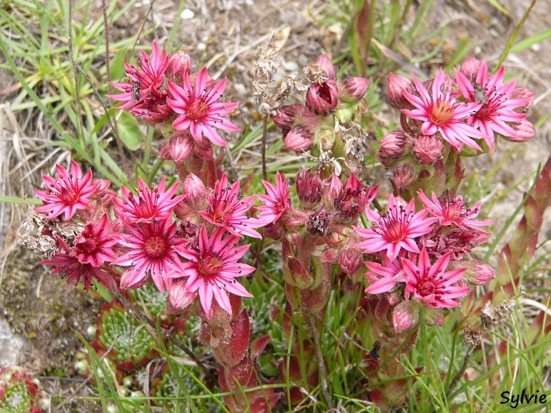 fleurs-refuge-du-carrelet