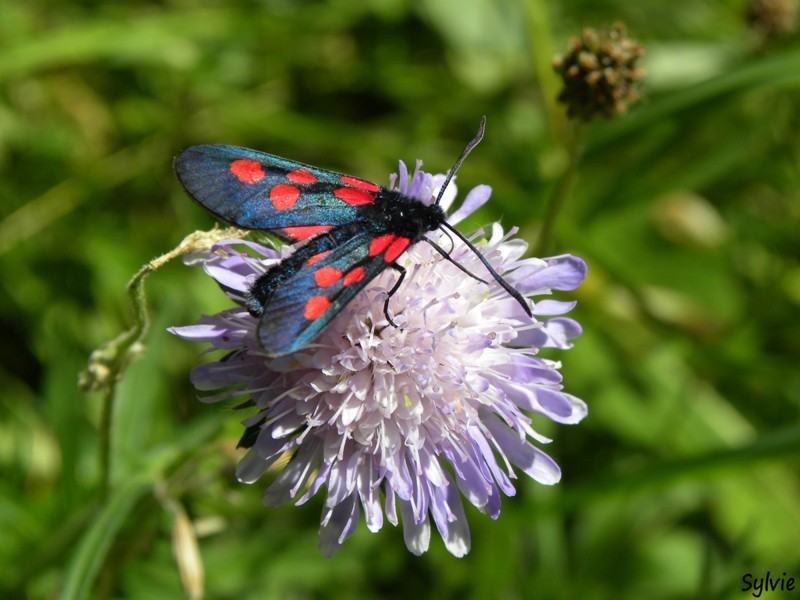 insecte-alpes