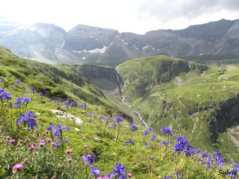 iris-pyrenees