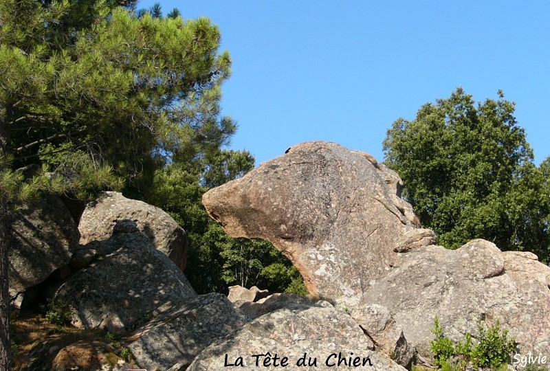 la-tête-du-chien