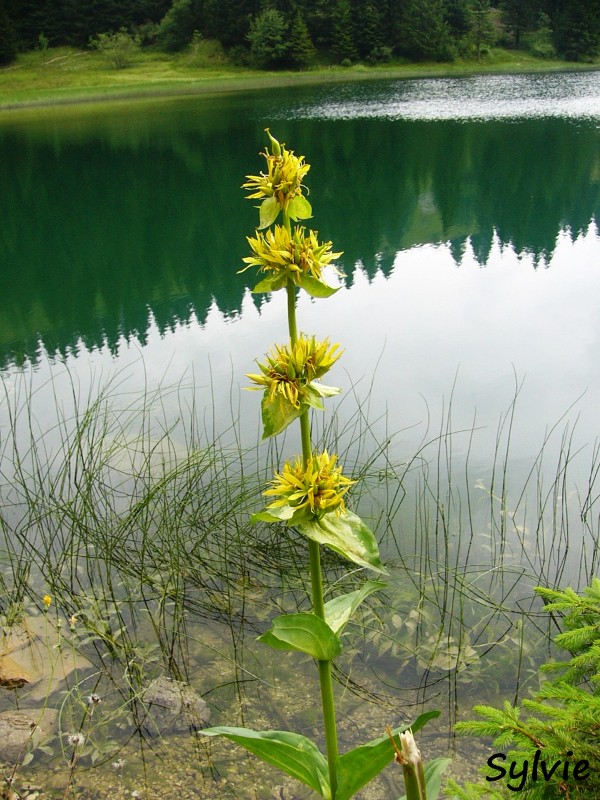 lac-benit4