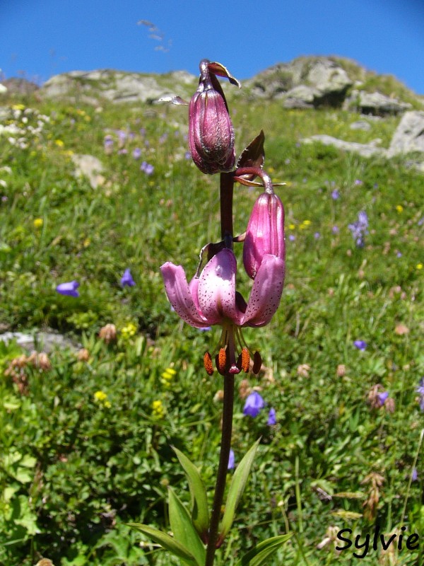 lac-blanc-termignon11