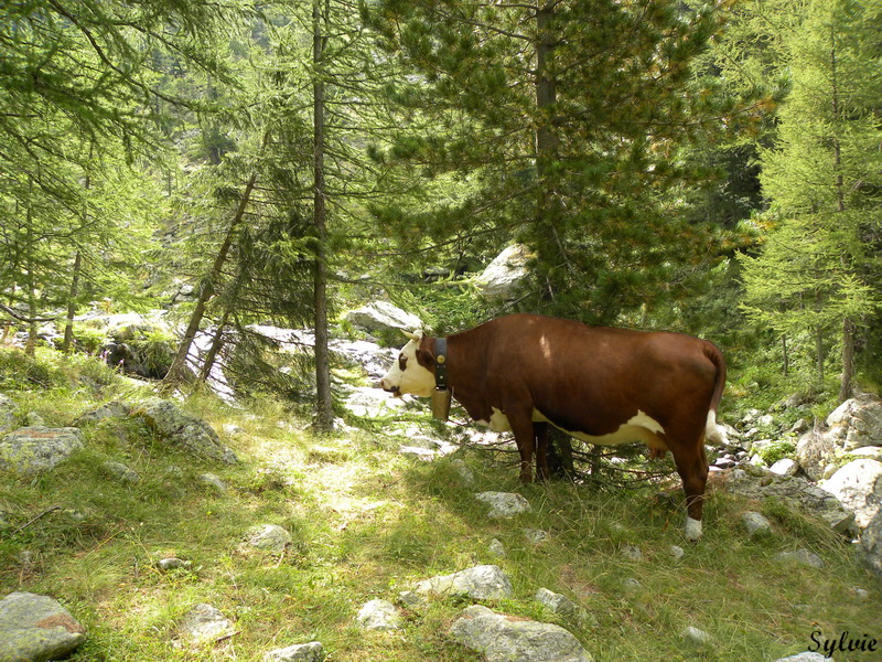 lac trecolpas refuge cougourde5