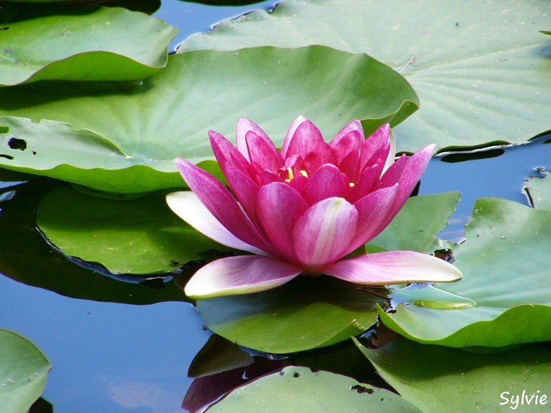 lac de Creno nénuphar