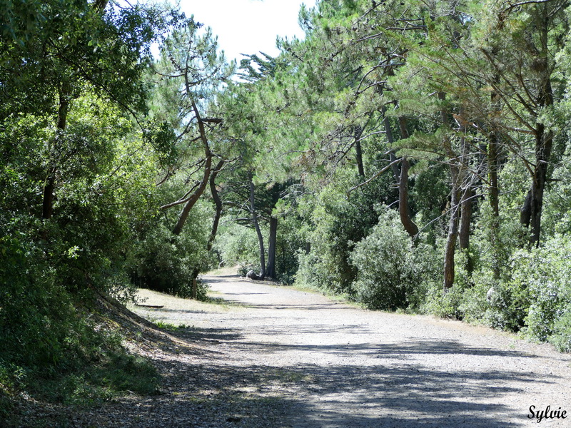 les gravelots