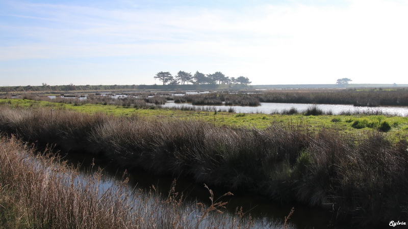 les portes de l ile noirmoutier1