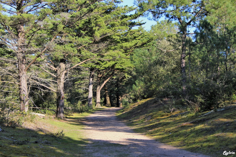 les portes de l ile noirmoutier15