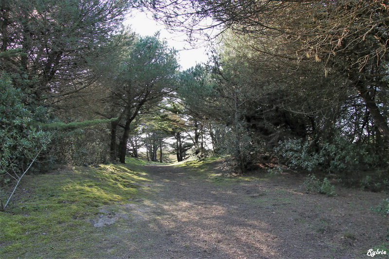 les portes de l ile noirmoutier17