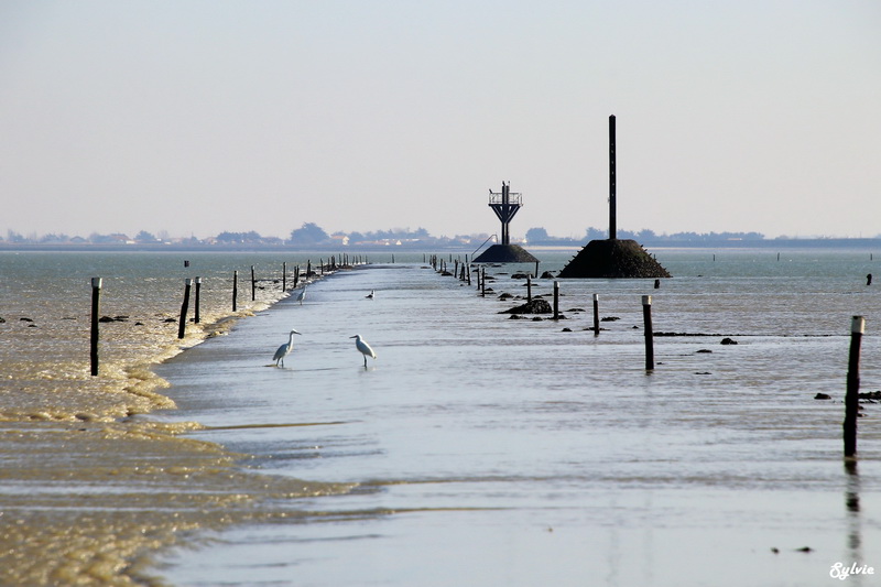 les portes de l ile noirmoutier9