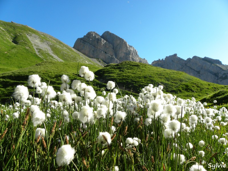 linaigrette-alpes10