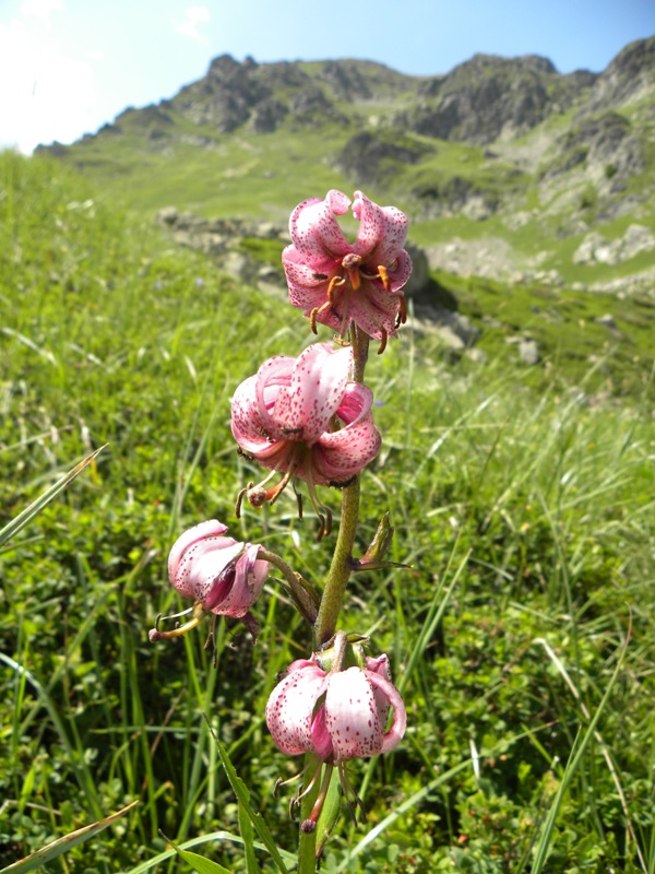 lys-martagon-alpes3