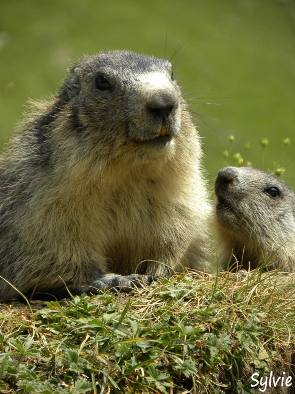 marmotte-alpes