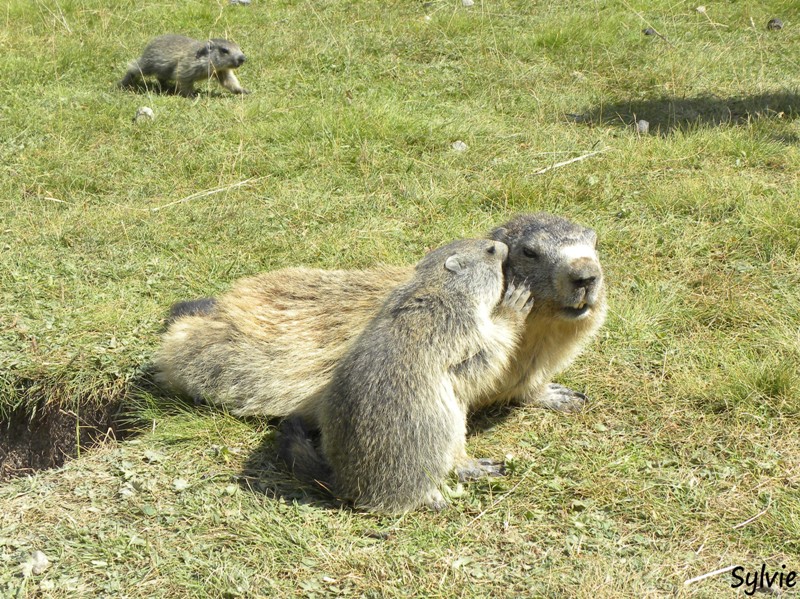 marmotte1