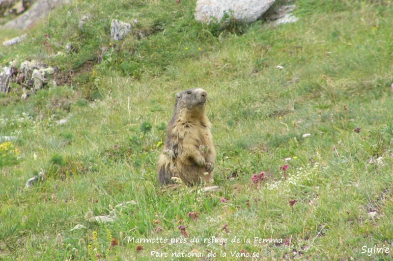 marmotte du refuge de la Femma