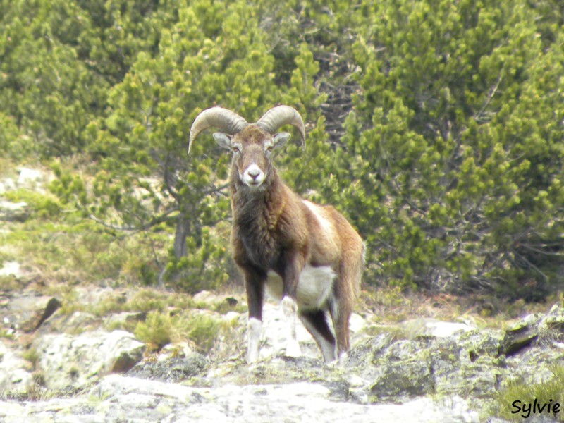 mouflon-pyrenees