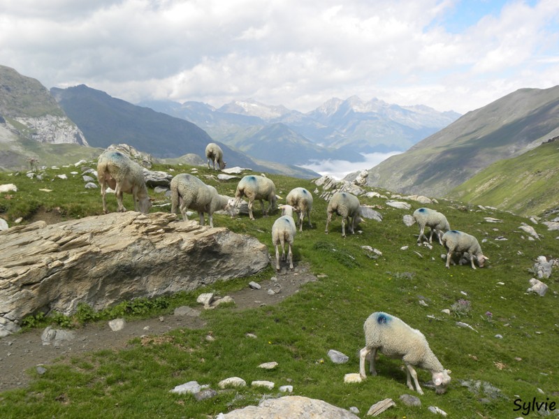 moutons-pyrenees