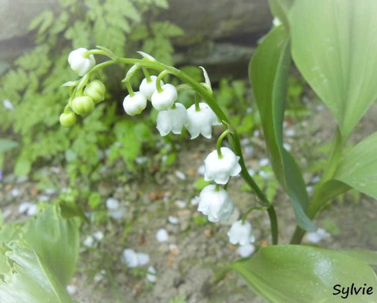 muguet2015