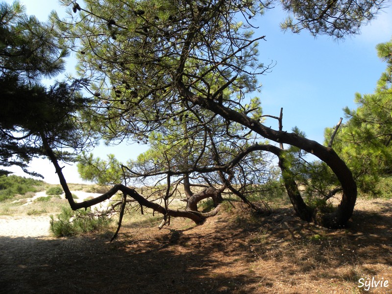 noirmoutier-mer-et-marais