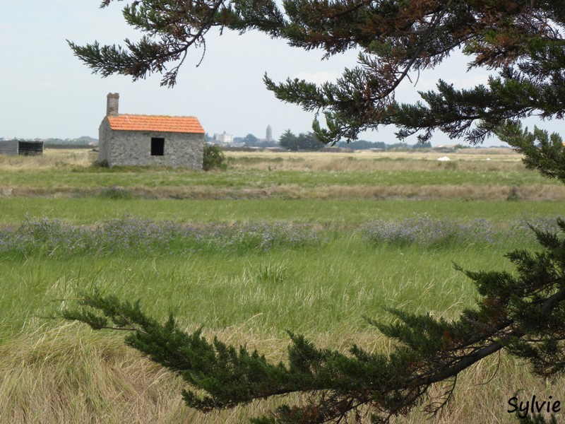 noirmoutier-mer-et-marais10