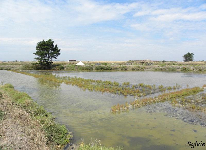 noirmoutier-mer-et-marais11