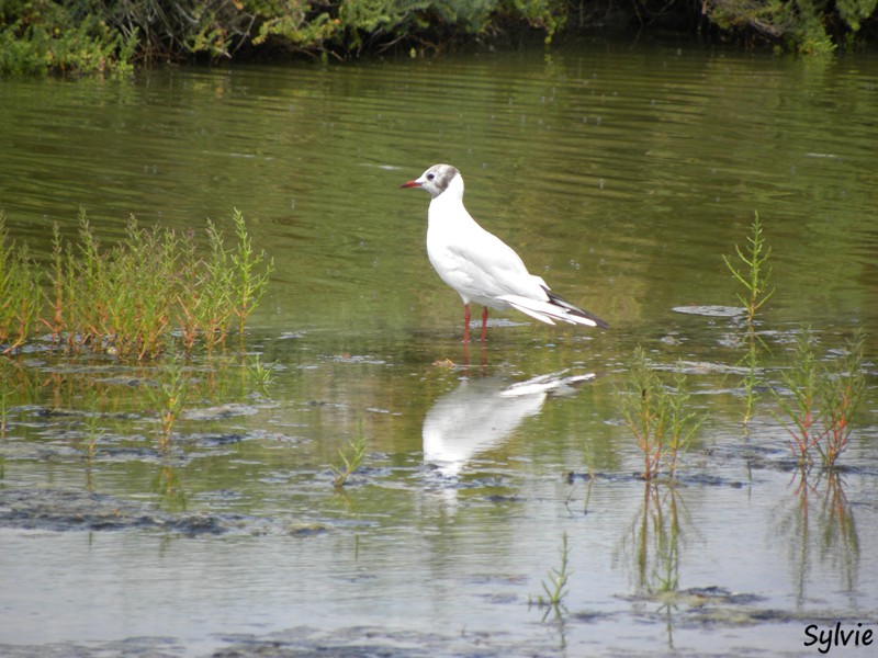 noirmoutier-mer-et-marais12