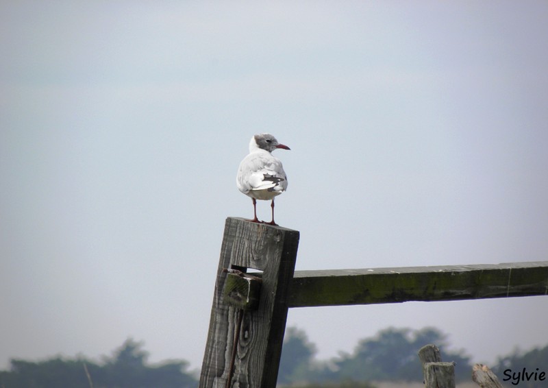 noirmoutier-mer-et-marais13