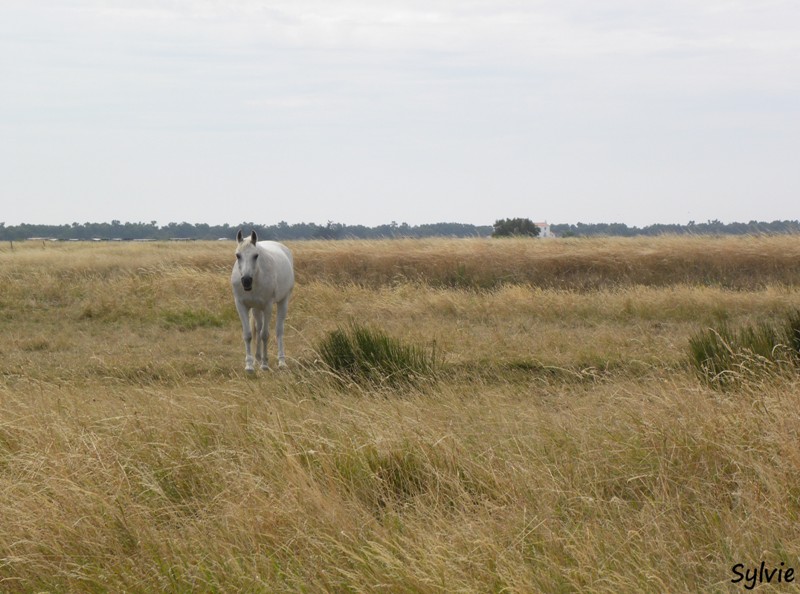 noirmoutier-mer-et-marais14