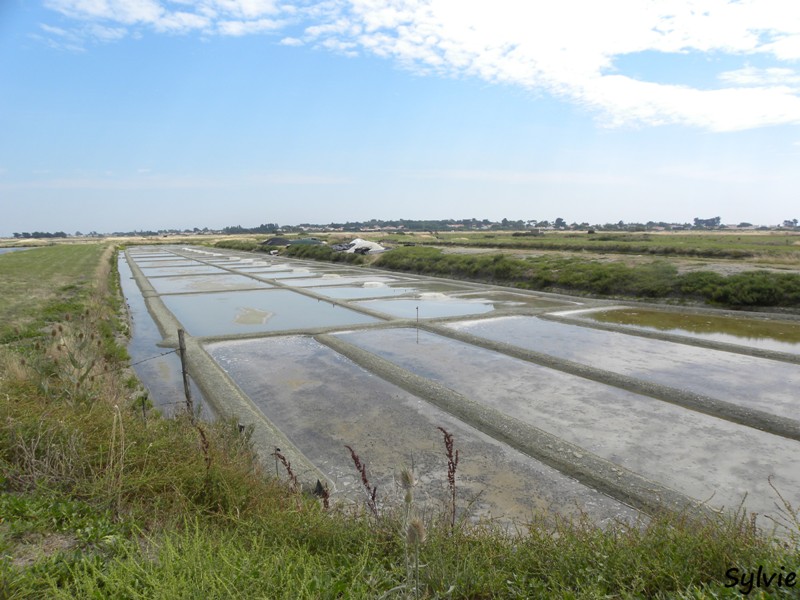 noirmoutier-mer-et-marais15