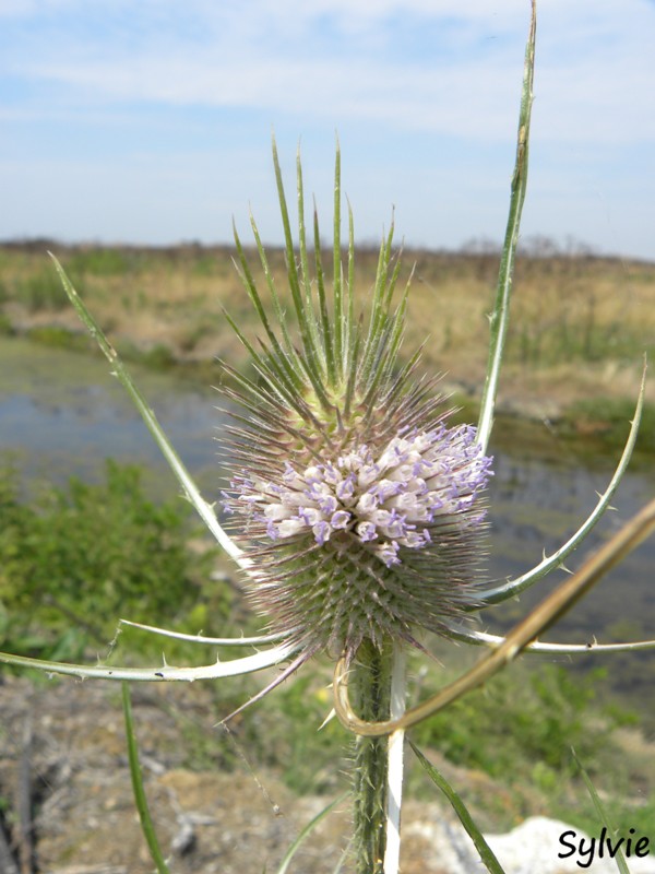 noirmoutier-mer-et-marais16