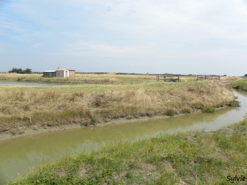 noirmoutier-mer-et-marais3